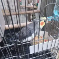عروس سخنگو،عالی