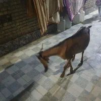 بز اصل نیدی