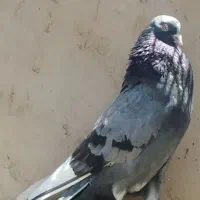 کفتر گرفتنی