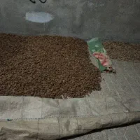 بادام