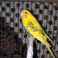 تعداد دو عدد مرغ عشق