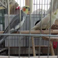 عروس هلندی