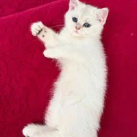 فروش گربه بریتیش