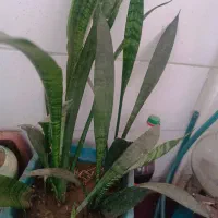 انواع گل طبیعی