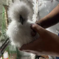 جوجه ابریشمی اصیل