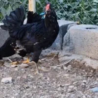 خروس گلین فول