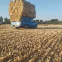 فروش کولش مناسب گاو