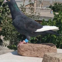 نر قره سوری