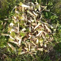 کنگر تازه همین الان 3 کیلو سر جمع فروخته می شود