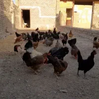 ۲۰عددمرغ رسمی اصل زیرمرغی