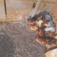 جوجه گلپایگان ۱۵روزه