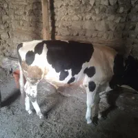 گاو نر چاق گوشتی