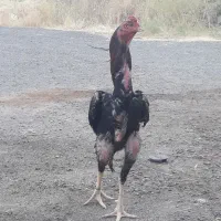 لاری دانگ بالا