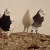 مجسمه کبوتر