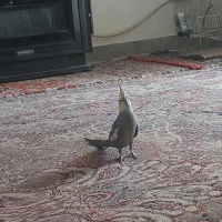 عروس هلندی