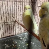 مرغ عشق انگلیسی