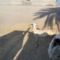 بز محلی