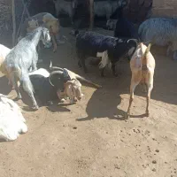 بز برای فروش