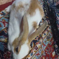 دو عدد اقا خرگوشه
