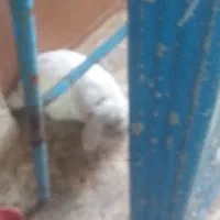 خرگوش