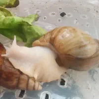 حلزون آلبینیو  مولد دونه ای ۲۵۰