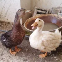 اردک بالغ و سالم