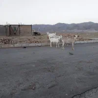 سانن