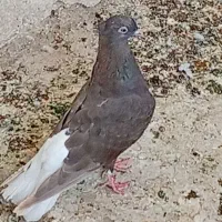 کفتر