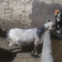 میش و بره