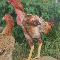لاری اصل