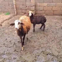 میش و بره