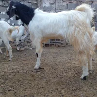 ۲۷ گوسفند نژاددار