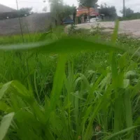 250مترمناسب-باغچه-برسوم
