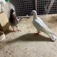 فروش جوجه ایرانی