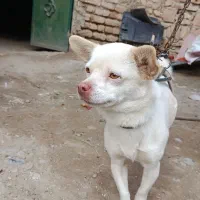 سگ شی واوا ماده