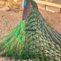 عشق باز|پرنده|رشت, نامجو|دیوار
