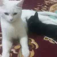 گربه اسکاتیش ماده به همراه بچه