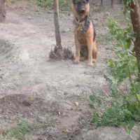 سگ ژرمن ماده