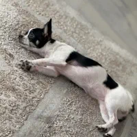 جفت سگ نر برای ماده