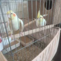 عروس هلندی