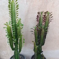 گل اپارتماتی