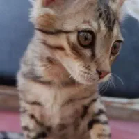 گربه گمشده