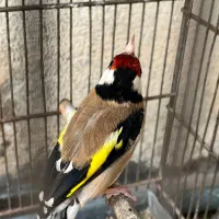 سهره نر