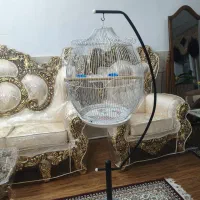 قفس طوطی