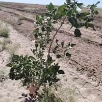 3-5-هکتار-باغ-پسته-پیوند-خورده-با-زیرساخت-اصولی