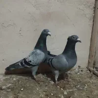 مسافتی ن|پرنده|نقده, |دیوار