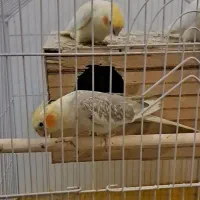 جفت عروس هلندی با ۴تا جوجه