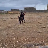 نریان عرب