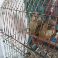 فروش طوطی گرنجیک وعروس هلندی