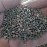 عدس|خوردنی و آشامیدنی|اسلام‌‌آباد غرب, |دیوار